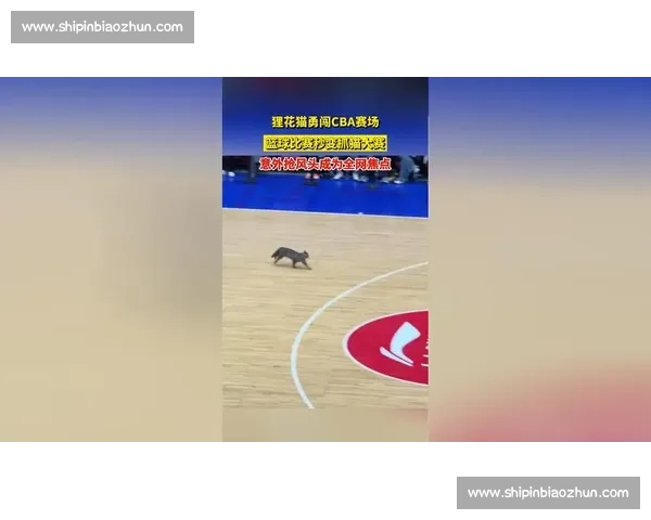 CBA赛场必备球鞋推荐与性能解析全面指南